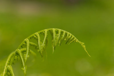 Close-up of fern leaves