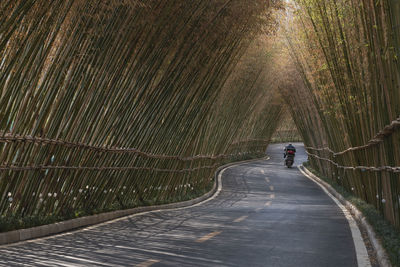 Bamboo forest at sunset in china