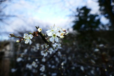 Low angle view of flowers blooming on tree