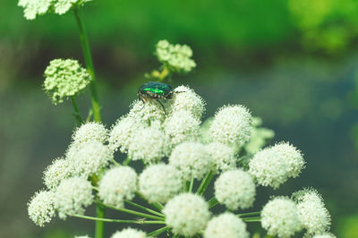 Close-up of bee on flower