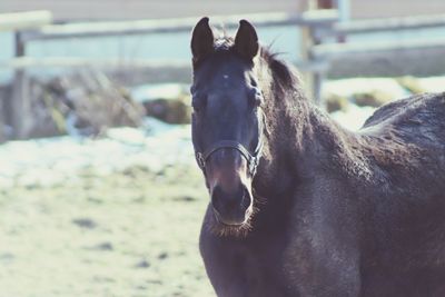 Close-up of horse in ranch