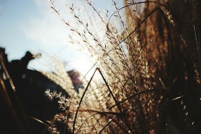 Close-up of plants against sky