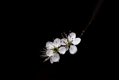 Close-up of white cherry blossom against black background