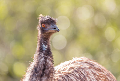 Close-up of a bird