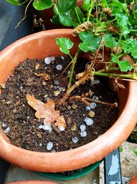 High angle view of potted plant