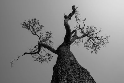 Low angle view of bare tree against sky
