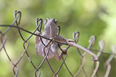 Close-up of barbed wire on fence