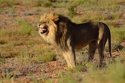 Lion in grass