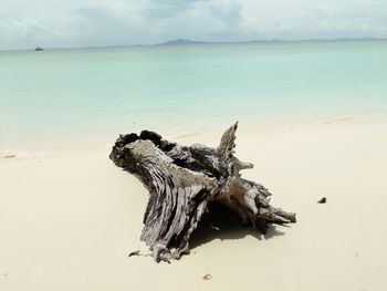 Driftwood on sand at beach against sky