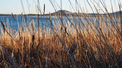 Close-up of grass at beach against sky