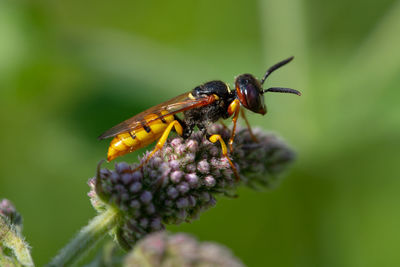 Close-up of butterfly pollinating on flower