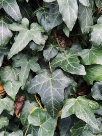 Full frame shot of leaves