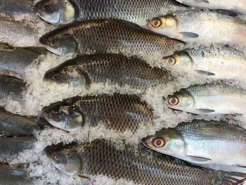 Full frame shot of fish in ice at market stall