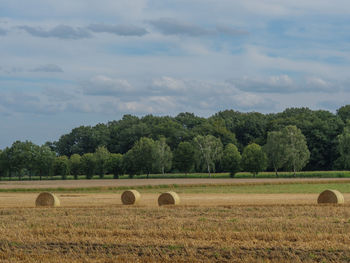 Fields and meadows near winterswijk in the netherlands