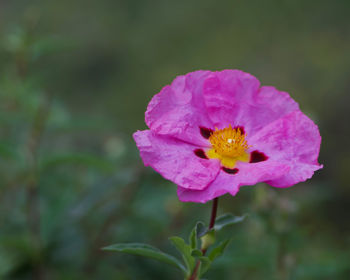 Close-up of pink flower