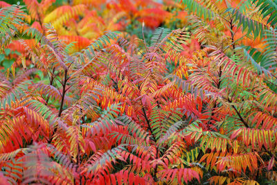 Full frame shot of plants