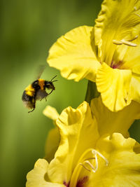 Close-up of bee pollinating yellow flower