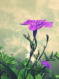 Close-up of purple crocus blooming against sky