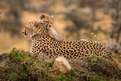 Cheetah on land