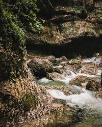 Scenic view of waterfall in forest