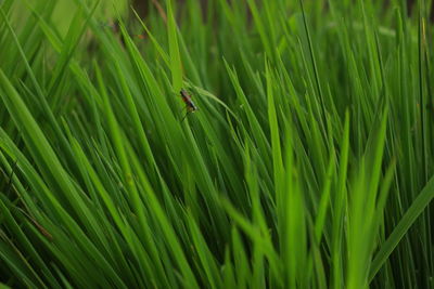 Full frame shot of lizard on grass