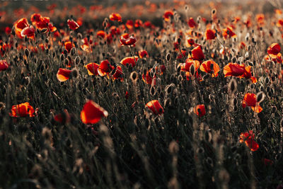 Beautiful red flowers