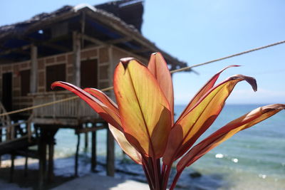 Close-up of orange flowering plant