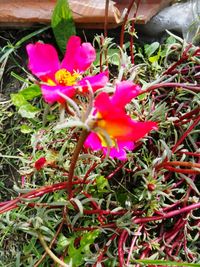 Close-up of pink flowers blooming outdoors