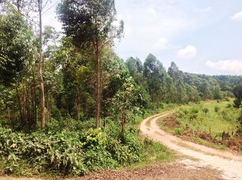 Road passing through forest