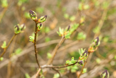 Young blooming flower buds on lilac tree, tender shoots of fresh greenery, spring nature awakening