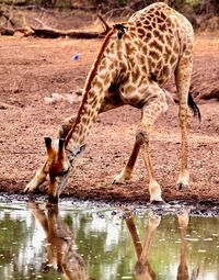 Giraffe drinking water in lake