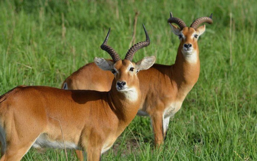 animal themes, grass, animal, group of animals, animal wildlife, mammal, animals in the wild, plant, field, land, no people, vertebrate, nature, domestic animals, two animals, standing, herbivorous, brown, day, portrait, outdoors, animal family