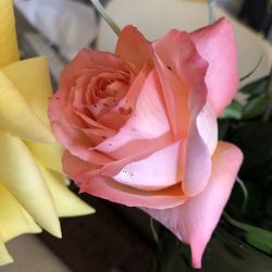 Close-up of pink rose