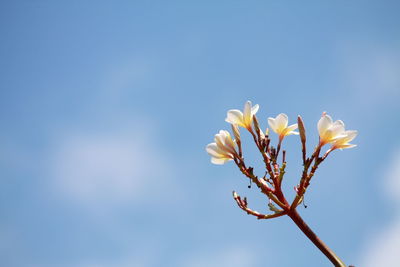 Close-up of flowering plant against blue sky