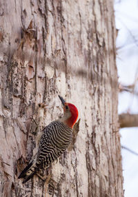 Close-up of bird perching on tree trunk