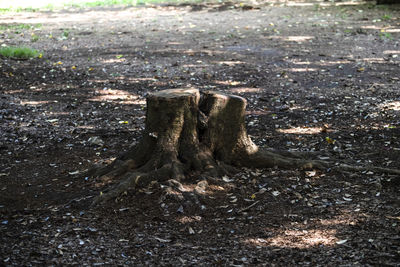 Close-up of tree trunk on field