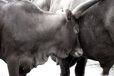 Close-up of cow