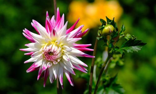 Close-up of pink flowering plant
