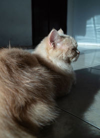 Close-up of a cat lying on floor at home