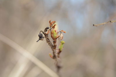 Close-up of insect on flower