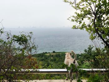 View of a horse in the lake