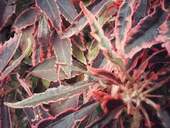 Full frame shot of succulent plant