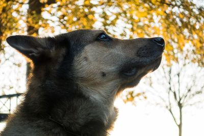Close-up of a dog looking away