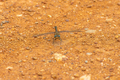 Close-up of insect on sand