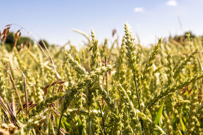 agriculture