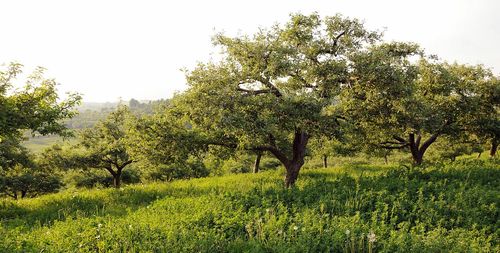 Trees on field against clear sky