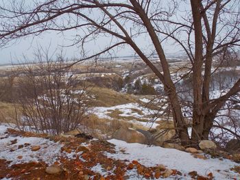 Bare trees on snow covered landscape