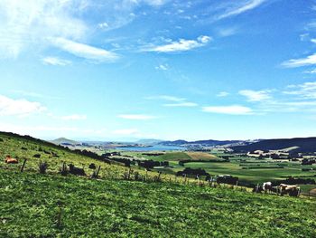 Cows grazing on field against sky