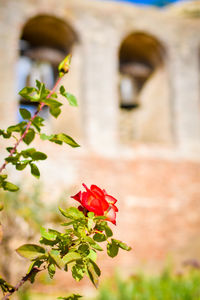 Close-up of red rose on plant