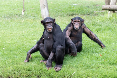 Monkeys sitting on grassy land